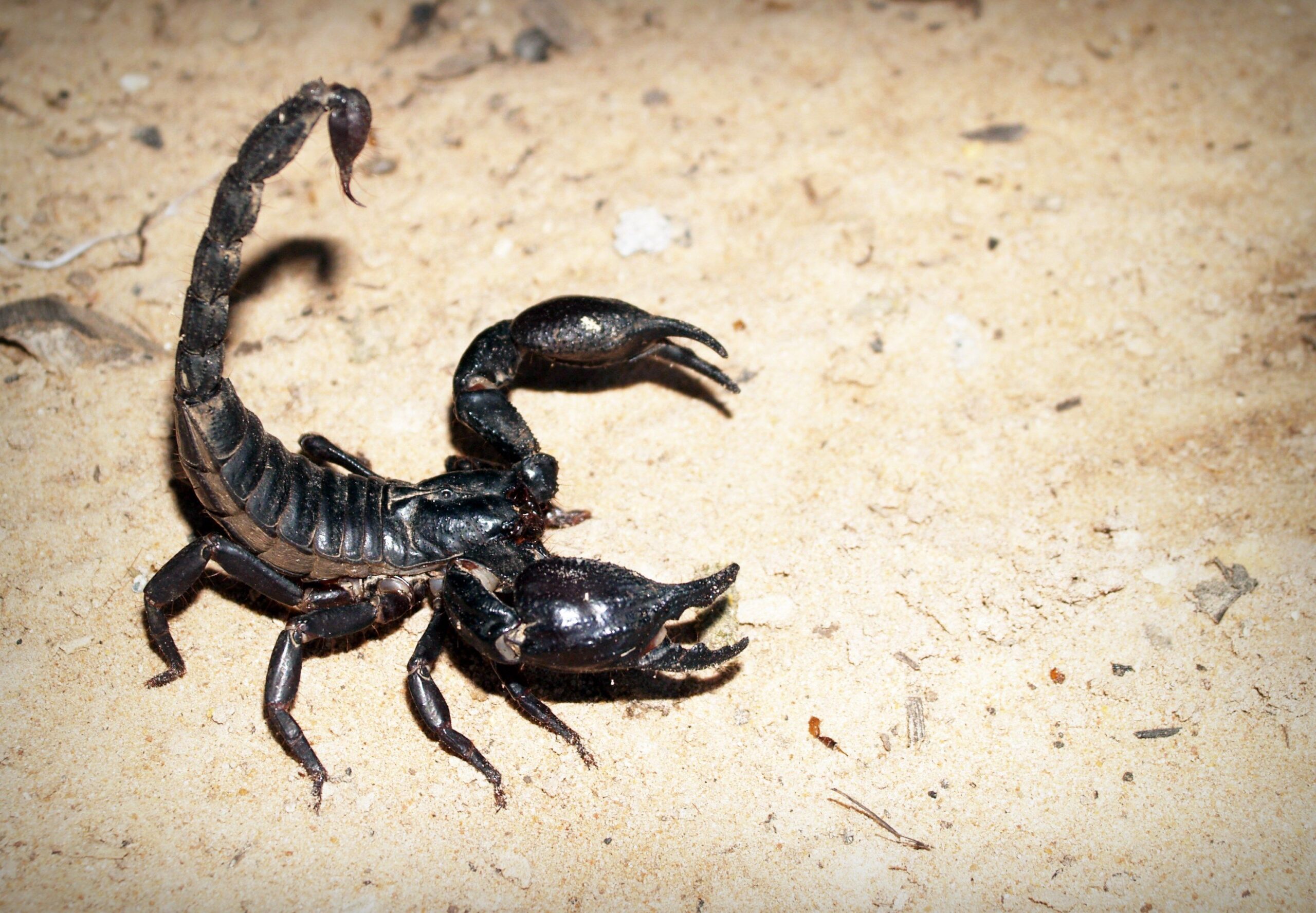 Top 10 Animals That Could Actually Survive an Apocalypse
