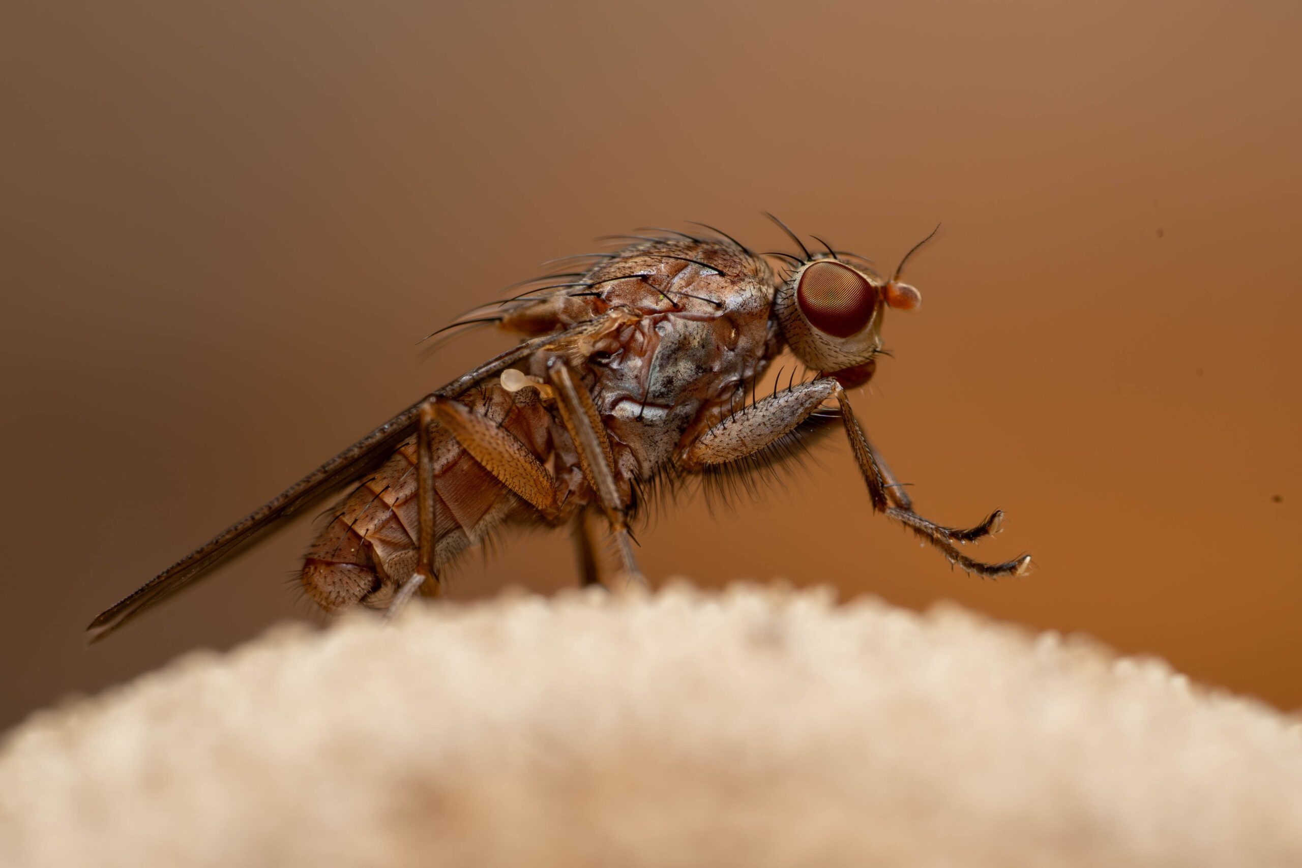 Top 10 Most Deadly Insects on Earth