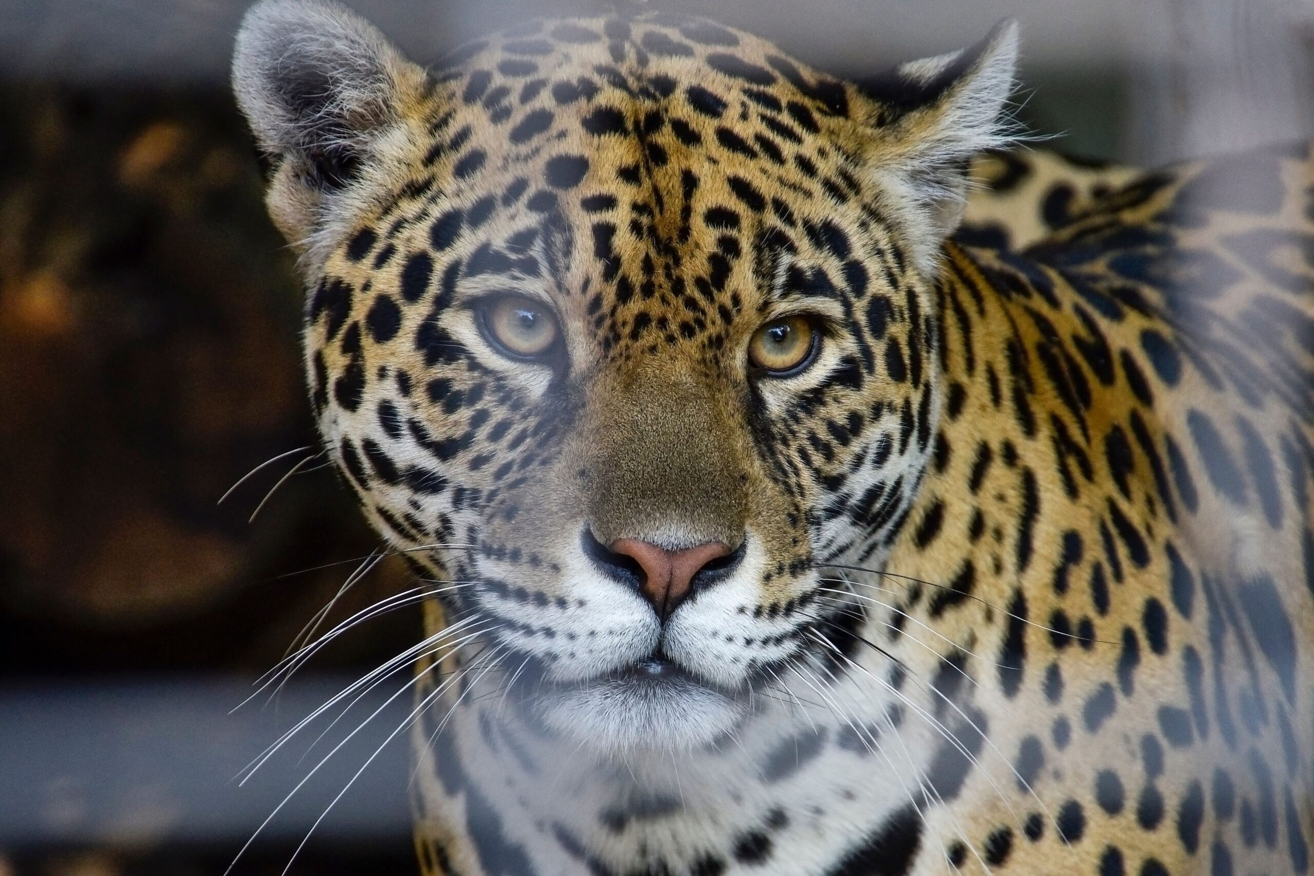 20 Facts About Jaguars