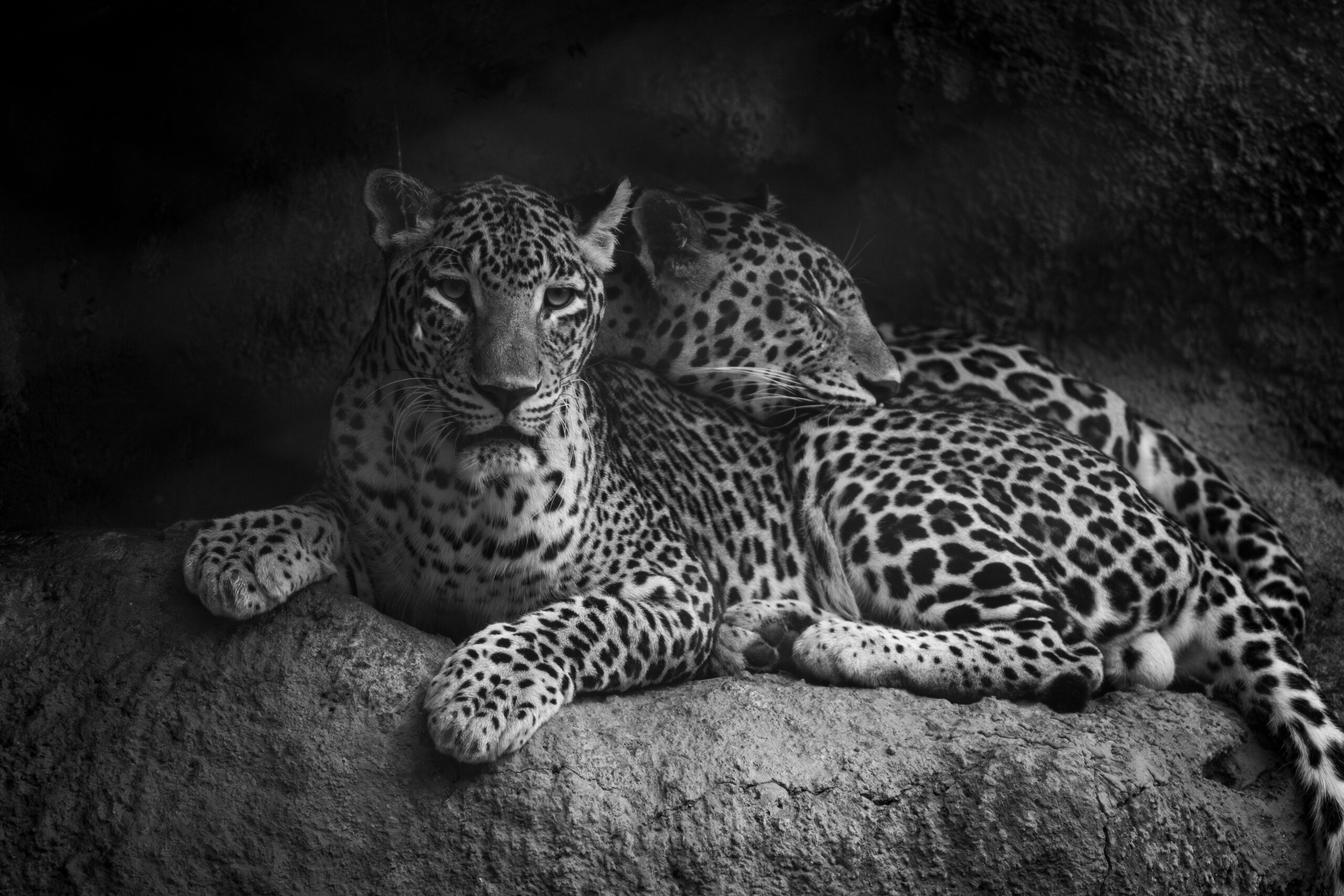 20 Facts About Leopards