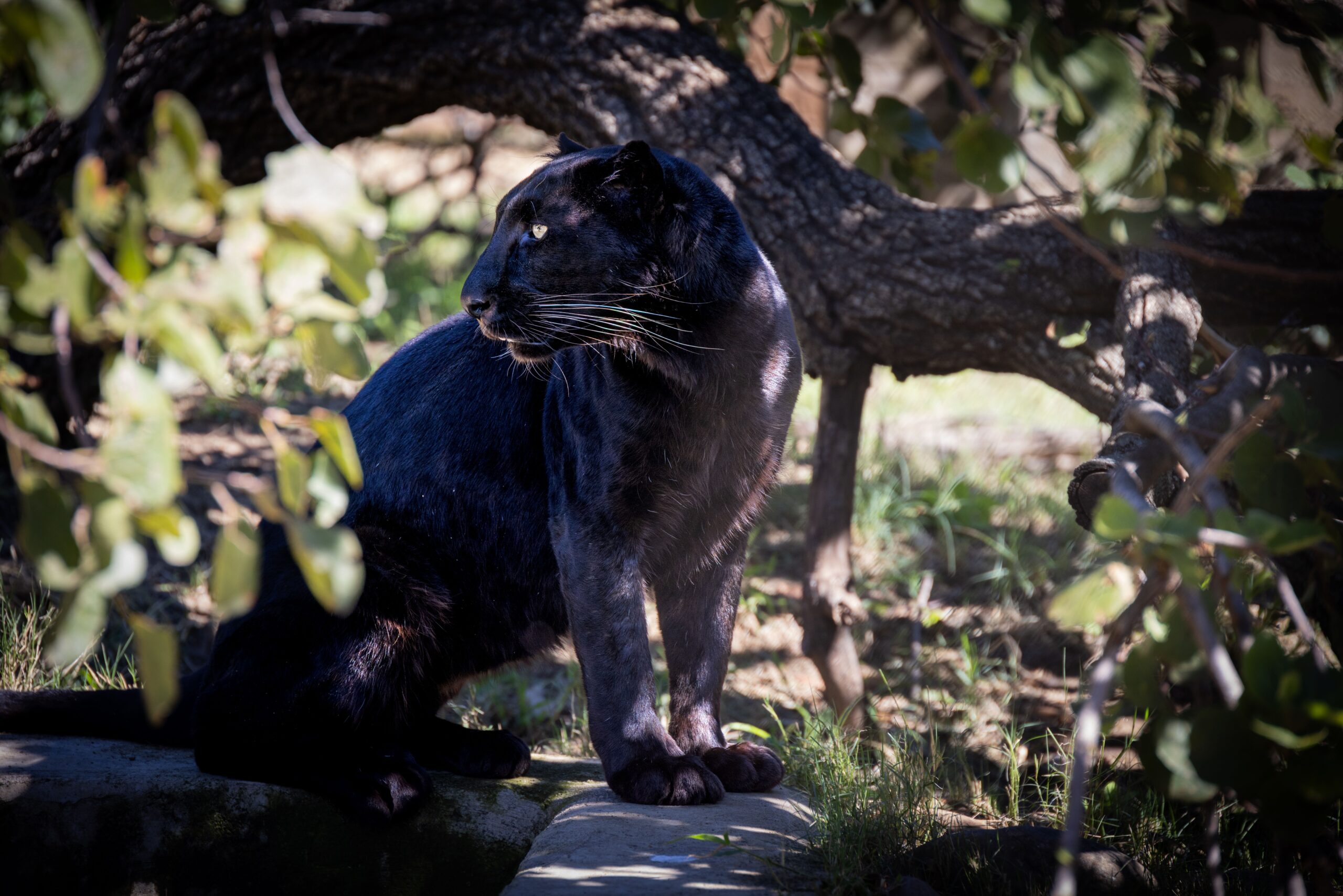 20 Facts About Panthers